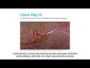 Biatain®  Contact